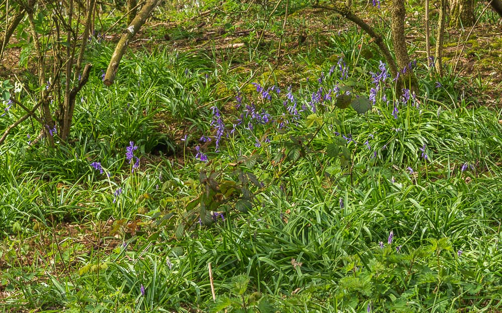 Quarry Wood Quarry Wood